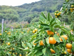 徳島みかん